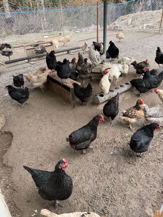 Домашно отгледани пилета и кокошки