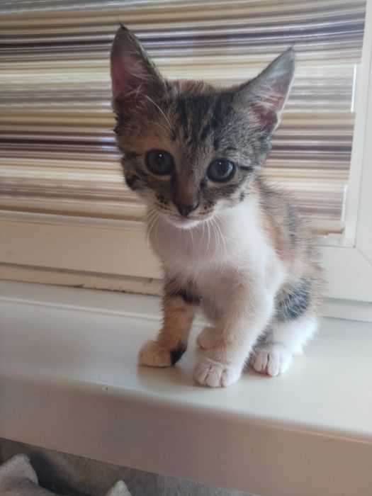 Котенок трехцветная