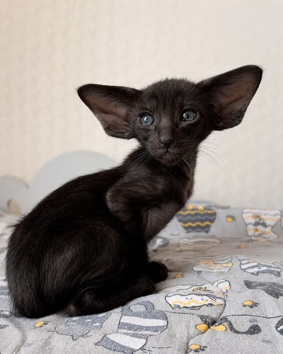 Ориентальные Котята   питомник