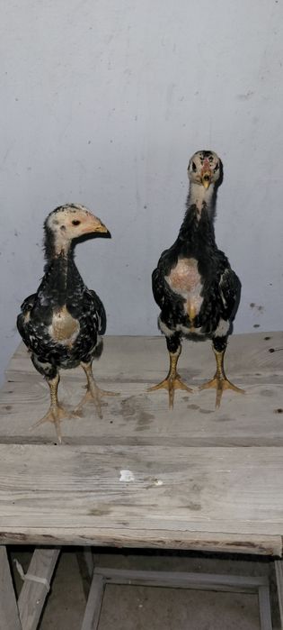 О Шамо немецкий линия