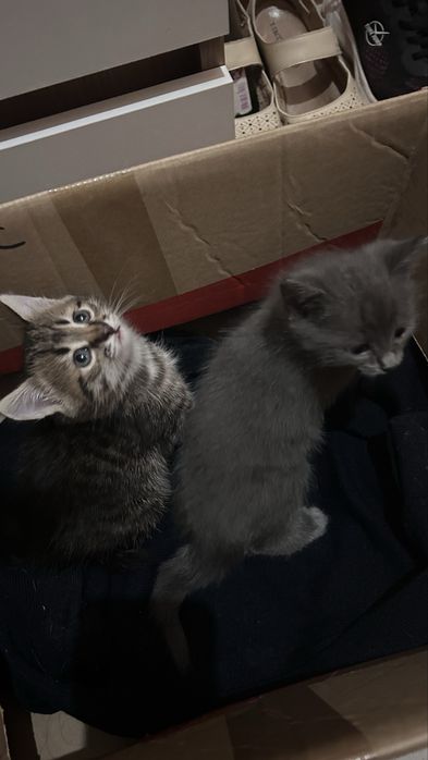 Отдам котенка в добрые руки