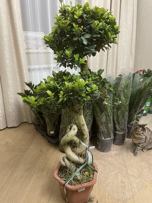 Дерево миллионера Бонсай