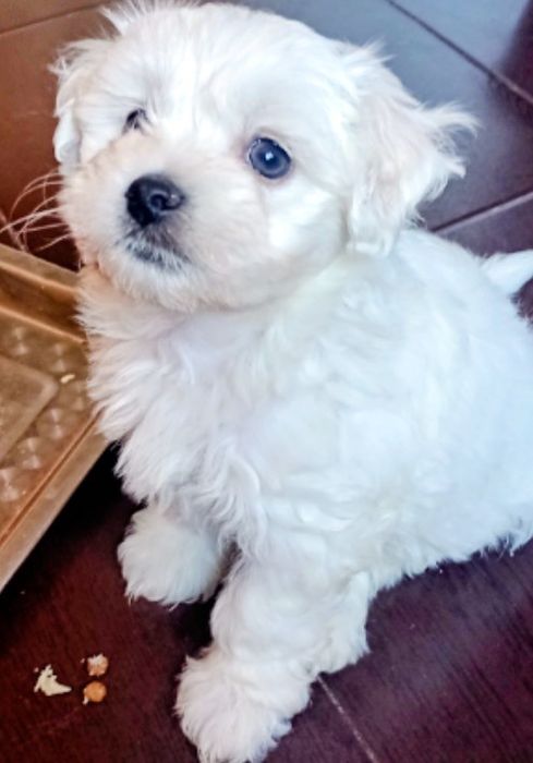 Bichon maltez talie mica