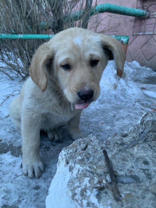 Щенок в хорошие руки