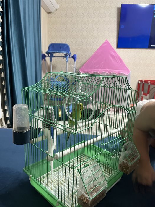 Продам попугаи звоните есть торг