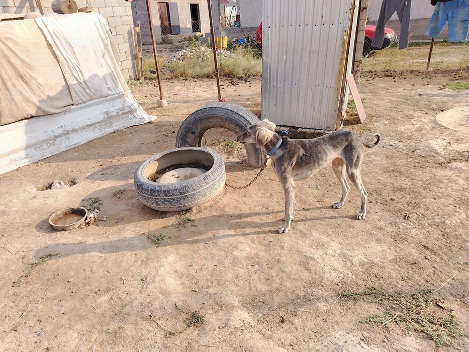 Тазы ит  сатылады