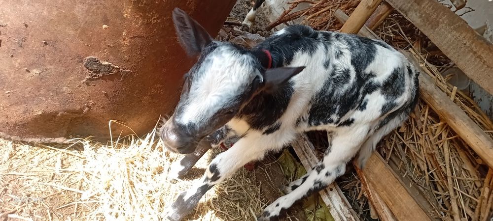 Ona-bola sigir sotildi