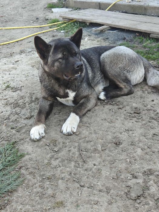 Femela Akita american