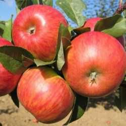 10 pomi fructiferi 160 lei.Cisesi.Piersic.Prun.Mar.Catina.Mur.Aronia.