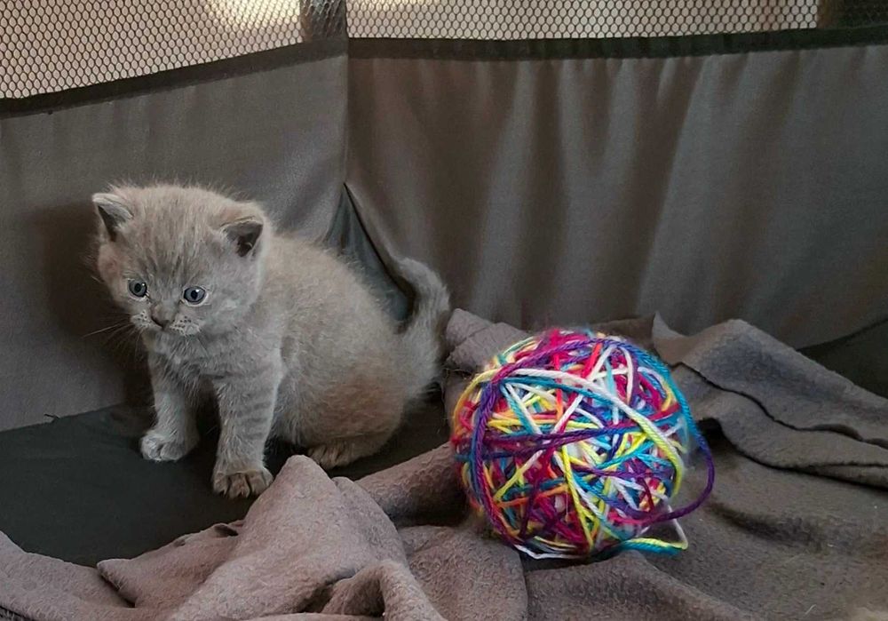 Британски късокосмести