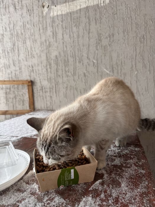 Кошка в любящие руки