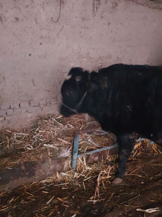 Buqa sotiladigan 30 milion som