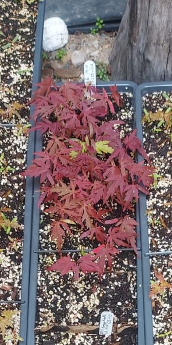 Seminte Artar Japonez Rosu/Verde (Acer Palmatum) 2025