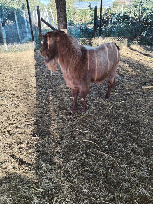 Vand tap si berbeac dorper