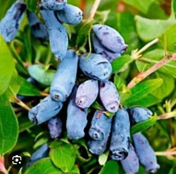 Продам саженцы жимолости