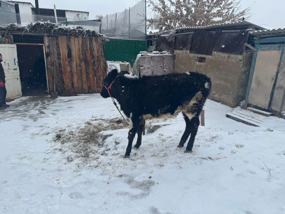 Ұрғашы баспақ сатылады