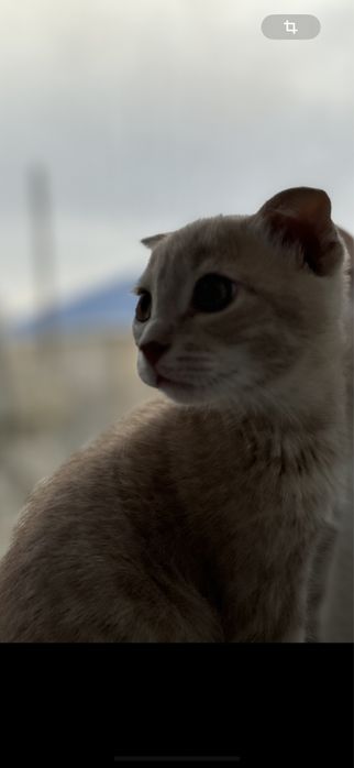 Шотландский мальчик котенок