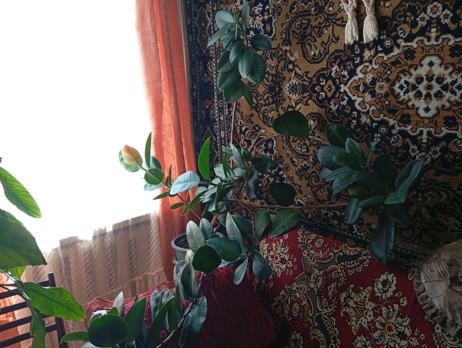 Комнатные растения