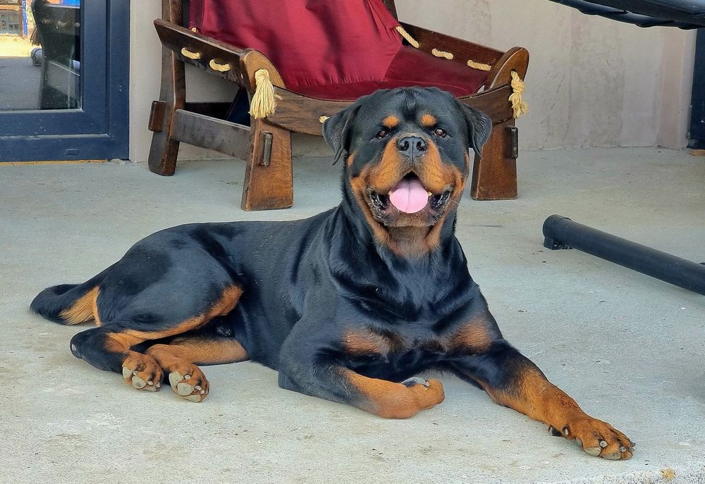 Pui Rottweiler cu pedigree