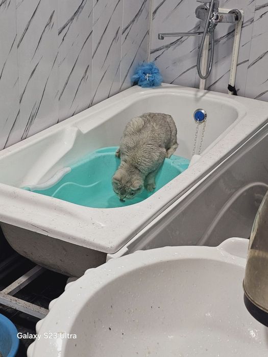 Serebristaya Shinshilla Britan