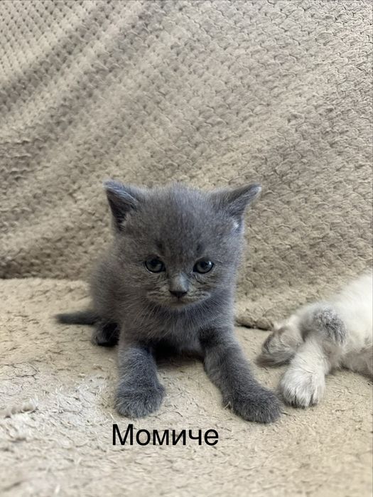 Молки. котенца търсят новия  си дом