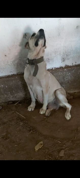 Ургашы тобет 1 туган 1,5 жасар