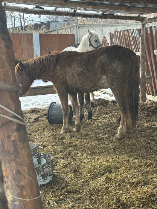 Бие байтал донежин байтал
