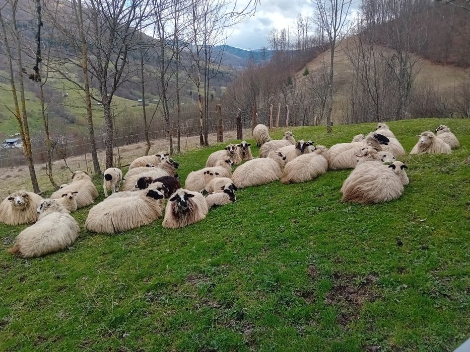 Vand oi cu miei tinere 10 bucati