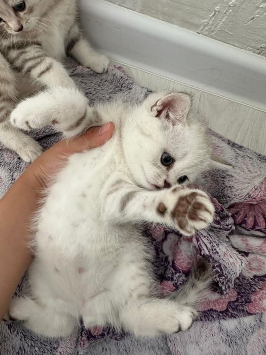 Катенок прямо ухо мальчик