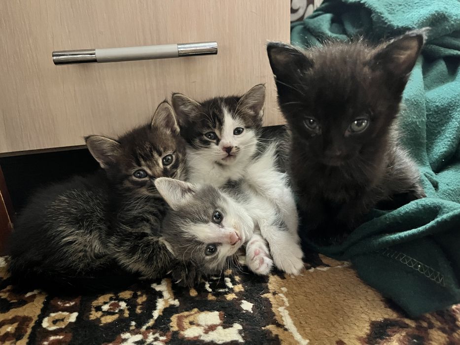 Котята в добрые руки