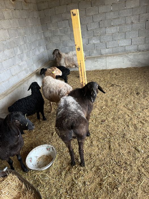 5 қой + 3 қозы сатылады | Келісімді