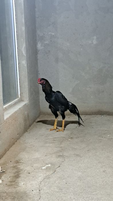 Бойцовый петух дакан