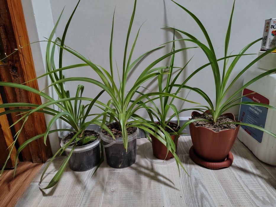 Хлорофитумы простые