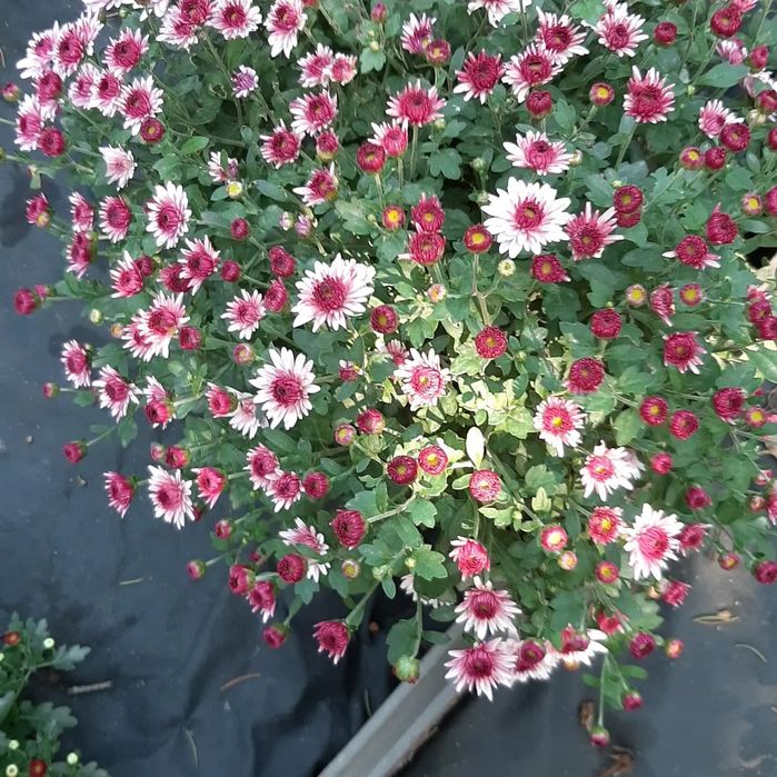 Цветы уличные и комнатные