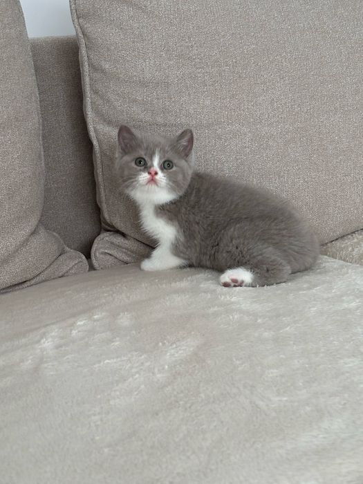 British shorthair