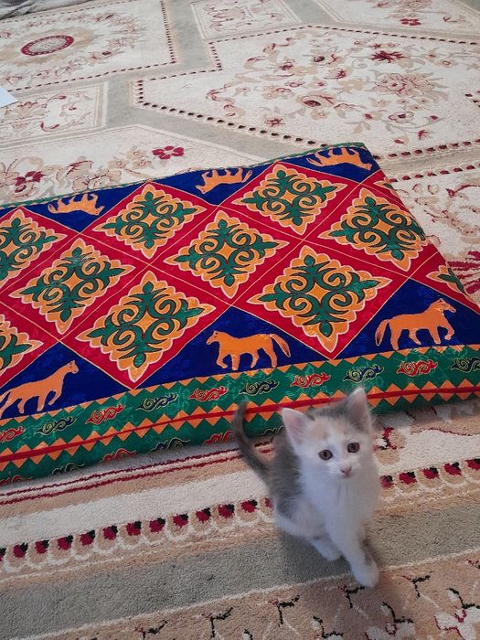 Пушистый персик в добрые руки