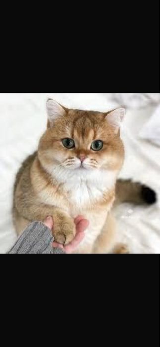 продаётся котёнок Scottish Fold (скотиш фолд)