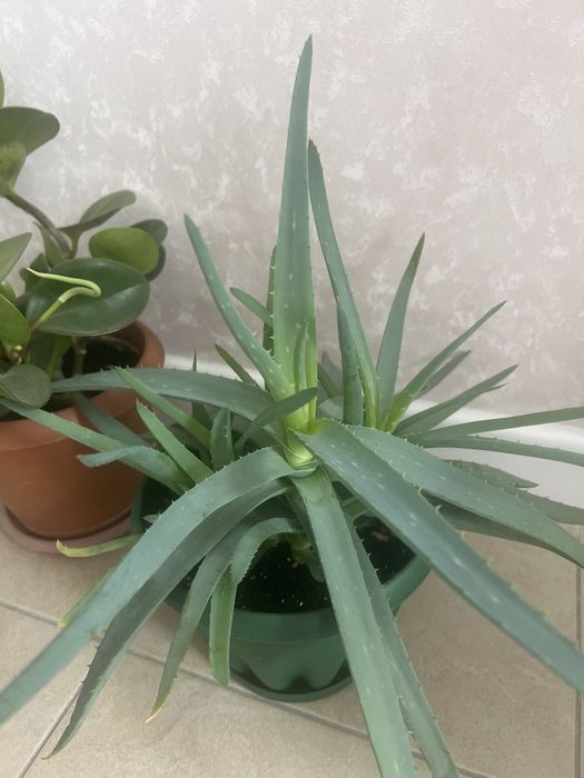 Алоэ разного влзраста продаю