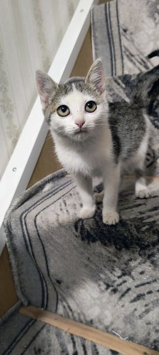 Отдам котенка Мальчик бесплатно