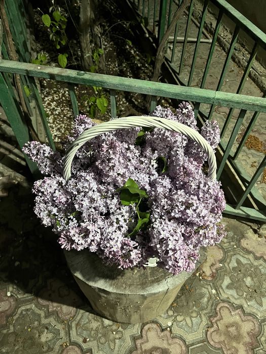Сирень букет корзина 10к