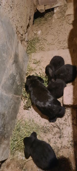 Zotdor quyon bolalari