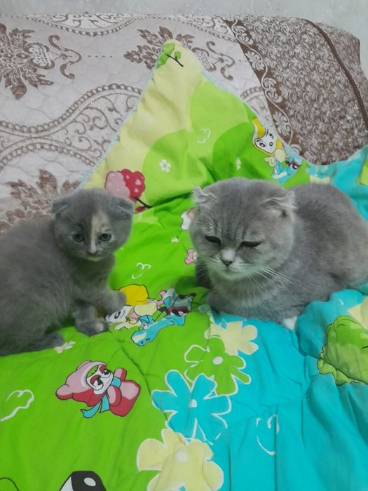Бриташка в добрые руки