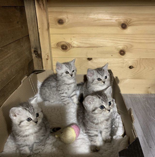 Страйты Шотландские
