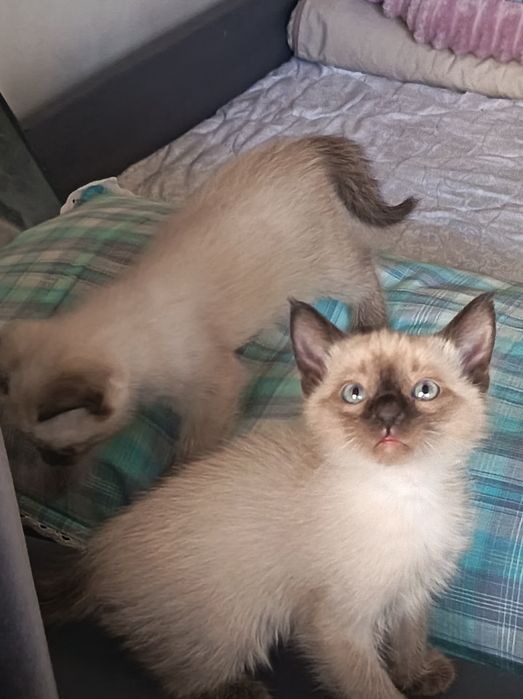 Маленькие кошки продаётся