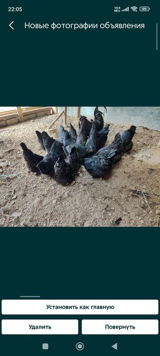 Ухейилю товуки тухумлари сотилади