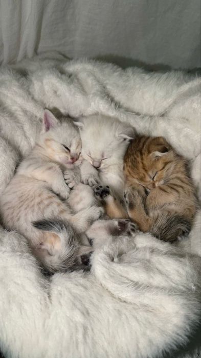 шотландский котенок