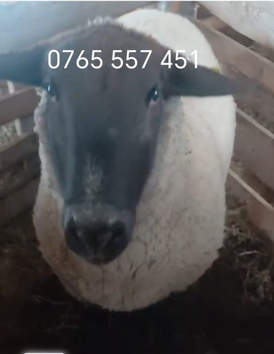 Berbec de rasă Sulffok de 2 ani