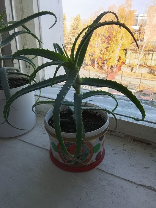 Продам алое 3500 и 1500