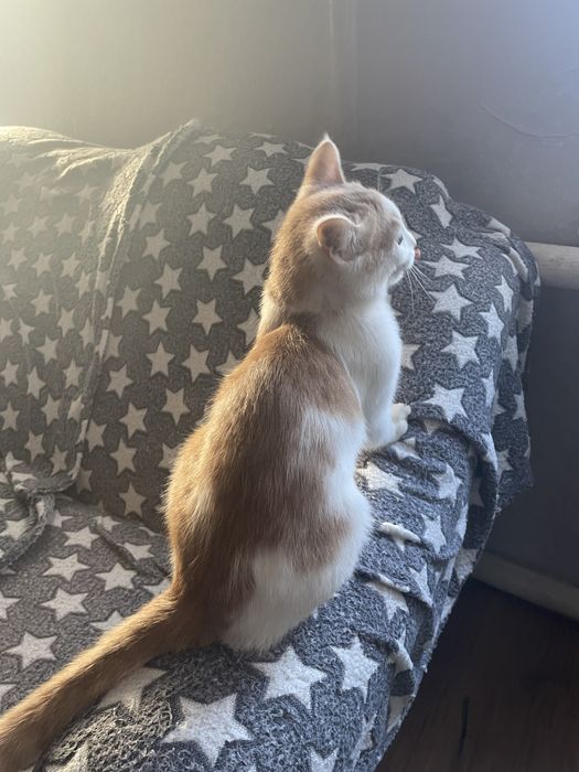 Отдам бесплатно котикккк