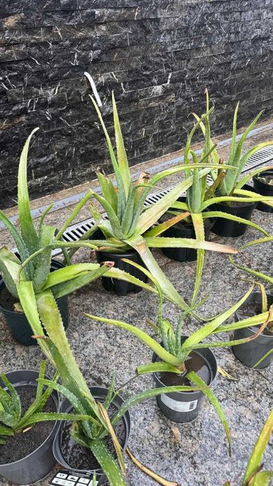 Aloe Vera (Aloe barbadensis Miller) în ghiveci | Plante mari și pui | Voluntari - București